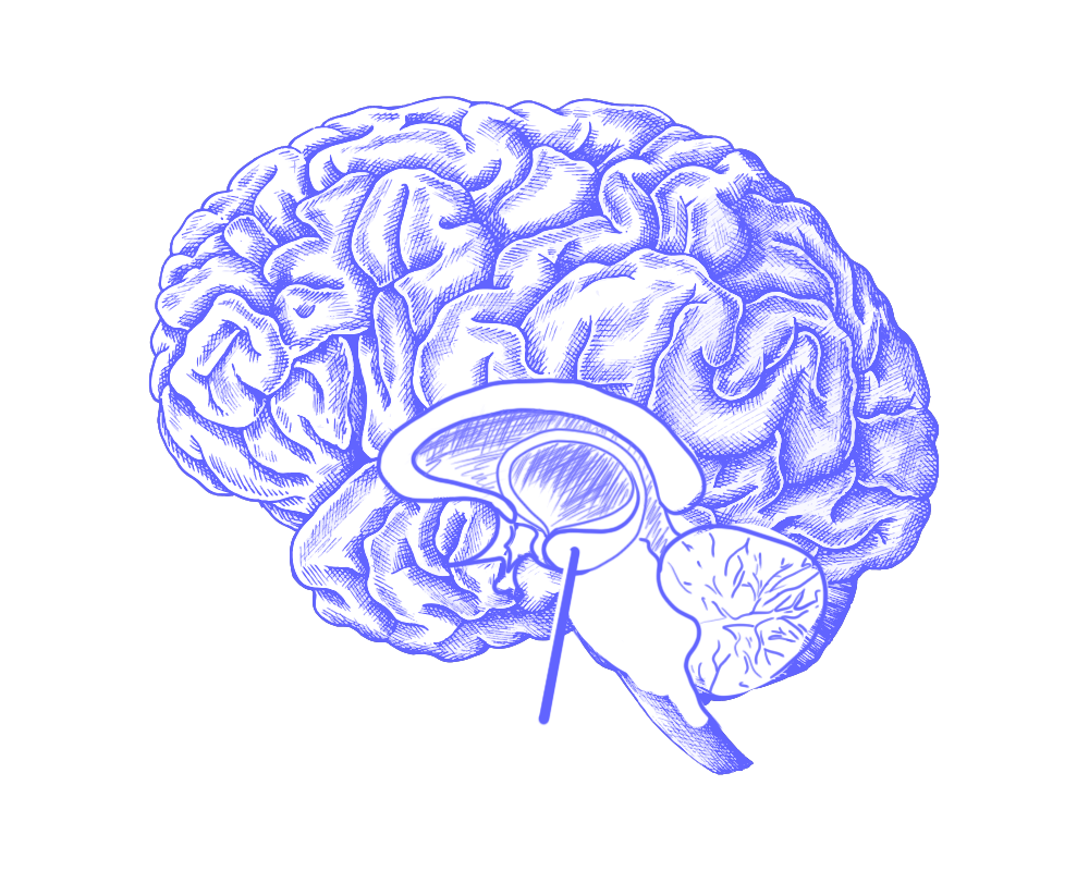 التعلم والذاكرة